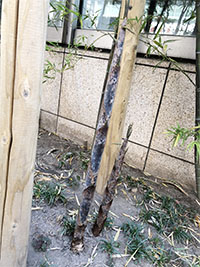 六本木クリーンアップ3