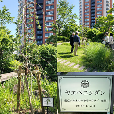 桜 ヤエベニシダレ